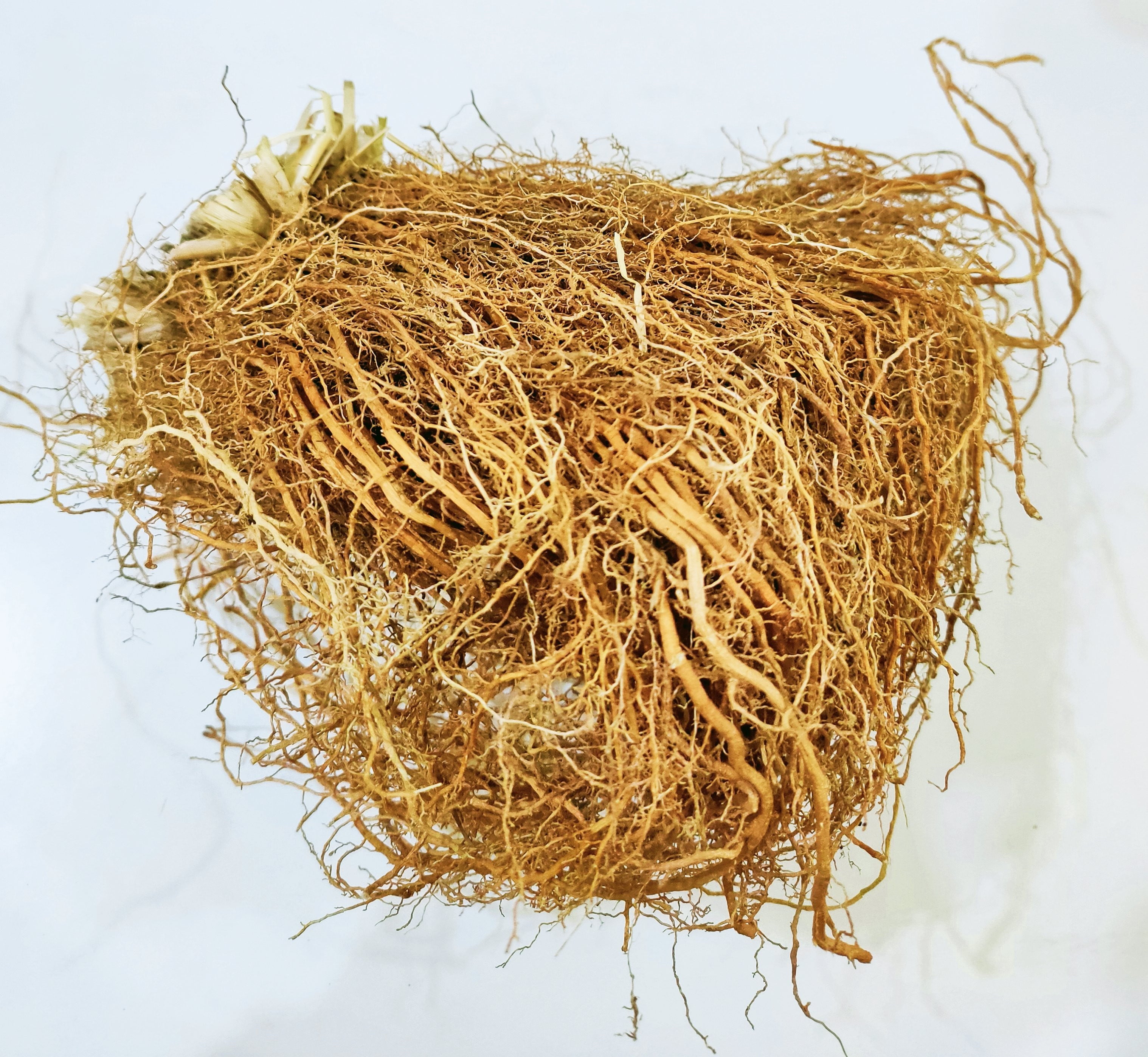 Vetiver Roots (वेटिवर की जड़ें), also known as Vala, Khus, or Ushira (Vetiveria zizanioides), are aromatic Ayurvedic roots traditionally used for cooling, calming, and freshness. Other names include Vettiver (Tamil), Vetiveru (Telugu), Ramacham (Malayalam), Khas Ghas (Bengali), and Vetiver Grass (English).