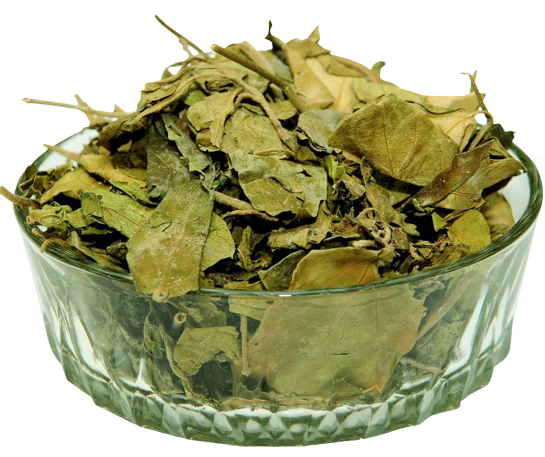Barkista, Meshsingi, Gurmar, Small Indian Ipecacuanha, Miracle Fruit, Gymnema, Ipécacuanha, Gymnema, Merasingi, Kavali, Gurmar, Gudmar, Kadhasige, Gymnema sylvestre R. Br, Kavki, Medhaashingi, Kista